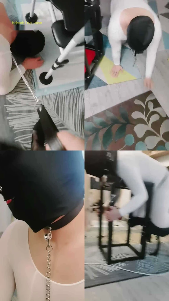 【白狐】圈养犬化训练